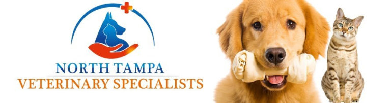 North Tampa Veterinary Specialists 768x203 