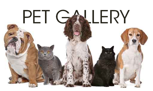 Animal Health Veterinary Clinic Pet Gallery