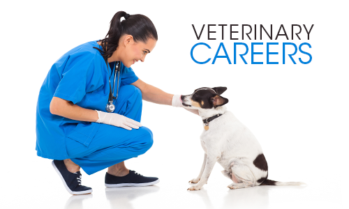 Animal Health Veterinary Clinic Careers