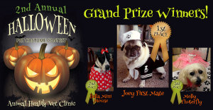 Grand Prize Winners - Joey, Bella and Mollie