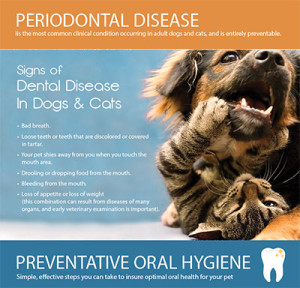 Periodontal Disease in Dogs & Cats | AHVC