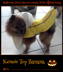 Kenny Top Banana - Pet Costume Contest Entry