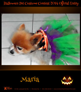 Maria - Pet Costume Contest Entry