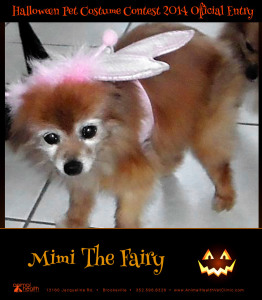 Mimi the Fairy - Pet Costume Contest Entry