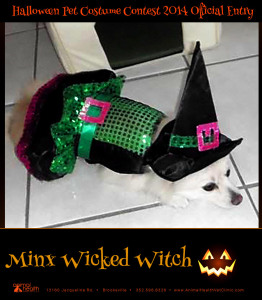 Minx Wicked Witch - Pet Costume Contest Entry