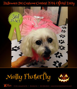 3rd Place Winner Molly Flutterfly - Pet Costume Contest Entry