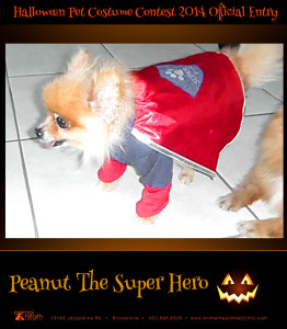 Peanut the Super Hero - Pet Costume Contest Entry