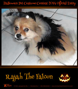 Rajah the Falcon - Pet Costume Contest Entry