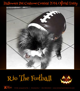 Rio The Football - Pet Costume Contest Entry