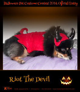 Riot the Devil - Pet Costume Contest Entry