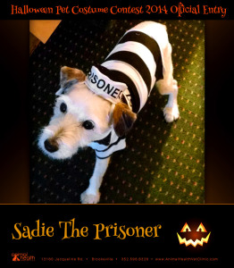 Sadie The Prisoner - Pet Costume Contest Entry