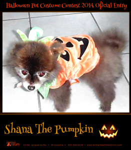 Shana The Pumpkin - Pet Costume Contest Entry