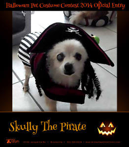 Skully The Pirate - Pet Costume Contest Entry