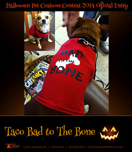 Taco Bad to the Bone - Pet Costume Contest Entry