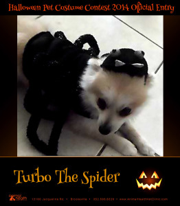 Turbo The Spider - Pet Costume Contest Entry