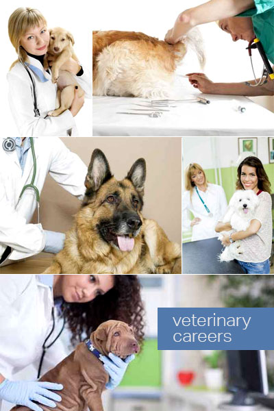 Veterinary Careers At Animal Health Vet Clinic Serving Brooksville, Spring Hill and Hernando County