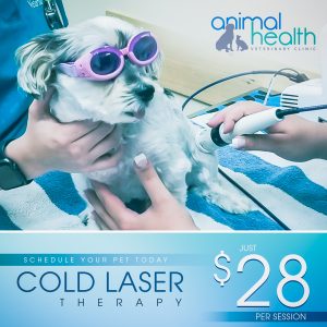 Cold Laser Therapy - Animal Health Vet Clinic