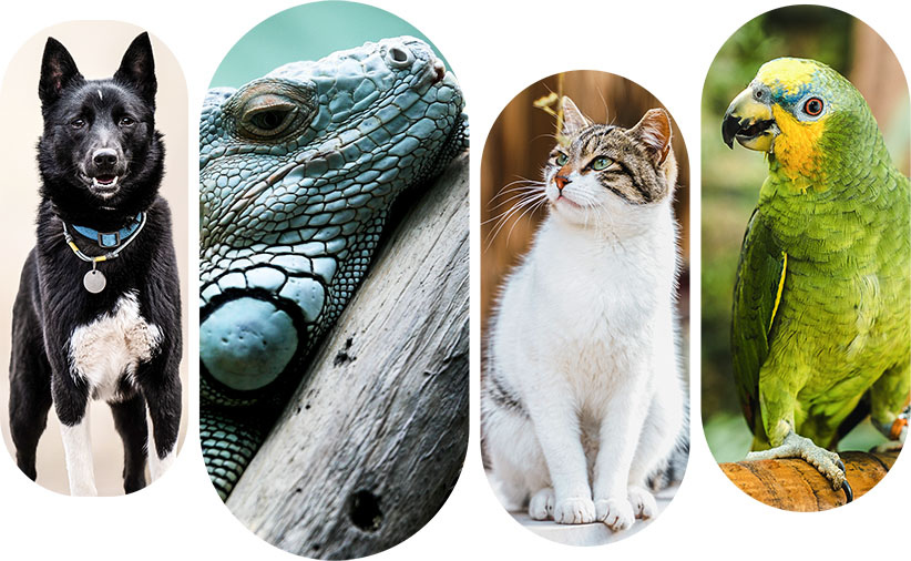 Cat, Dog, and Bird Tiles